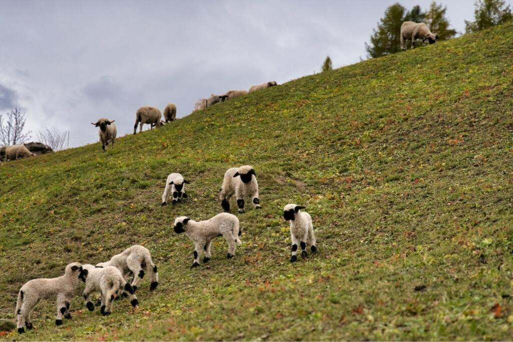 Alpia 26 - Zwei Zimmerwohnung In Traditionellem Walliser Haus Gasenried Bagian luar foto